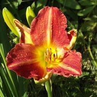 Лилейник :: Freddy 97