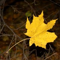 *** :: Наталья Герасимова