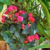 БЕГОНИЯ :: Анатолий Малобродский БЕГОНИЯ :: Анатолий Малобродский