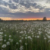 Летний вечер :: Ольга Савельева 