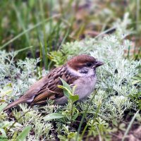 В траве сидел воробышек :: Светлана Ищенко В траве сидел воробышек :: Светлана Ищенко