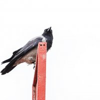 Птичка :: Александр 