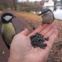 Поползень и синица :: Сапсан 