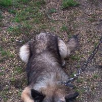 Пёсель :: Игорь Корф