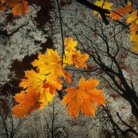 На тему Арсения Тарковского :: Victor Vinocurov