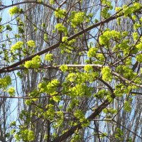 апрель :: Елена Шаламова апрель :: Елена Шаламова