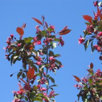 апрель :: Елена Шаламова апрель :: Елена Шаламова