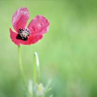 природа :: Антонина Владимировна Завальнюк