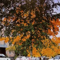 Два дерева в одном ракурсе :: Александр Володарский Два дерева в одном ракурсе :: Александр Володарский