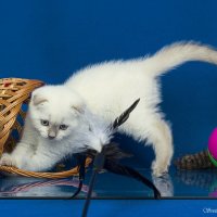 Котёнок - непоседа :: Светлана Ищенко