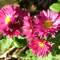 Осенний вальс звучал для хризантем :: Татьяна Смоляниченко Осенний вальс звучал для хризантем :: Татьяна Смоляниченко