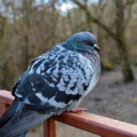 Задумался... :: Светлана 