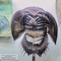 ... :: Джованни Луче