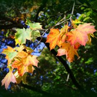 Веточка клена :: Сергей Карачин Веточка клена :: Сергей Карачин