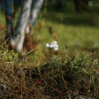 природа :: А кузнецов