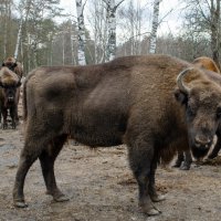 Зубр :: Галина Ложечникова