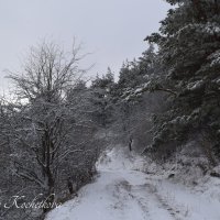 Природа Крыма :: Amazing Cosmea