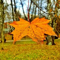 стойкий листик :: АЛЕКСАНДР 