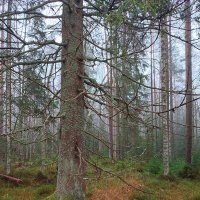 Старая ель :: Ирина Старая ель :: Ирина