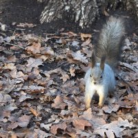 Дратути! :: Олег Манаенков