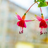 сладкая парочка :: Дмитрий Лупандин сладкая парочка :: Дмитрий Лупандин