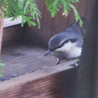 Поползень в кормушке :: Людмила Смородинская