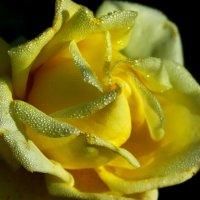 Утро жёлтой розы :: Юрий. Шмаков