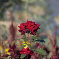 Роза. :: Александр Роза. :: Александр