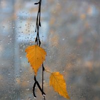 Осень стучит в окно :: victor Lion Осень стучит в окно :: victor Lion