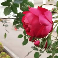 Осенняя роза :: Елена 