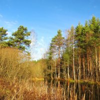 У лесного водоёма :: Андрей Снегерёв