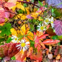 Мелколепестник :: Veera V