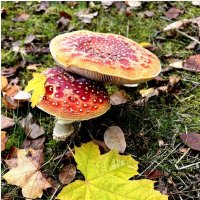 В одно окно смотрели двое... Один увидел дождь и грязь, Другой - листвы зеленой вязь, Весну и небо г :: "The Natural World" Александер В одно окно смотрели двое... Один увидел дождь и грязь, Другой - листвы зеленой вязь, Весну и небо г :: "The Natural World" Александер