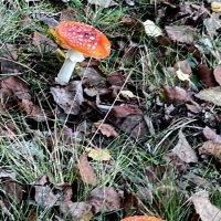 И весьма фотогеничный. Взяли фотоаппарат? Вам позировать я рад. :: "The Natural World" Александер