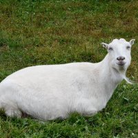 Московская область. Серпухов. Ферма «Русский страус». :: Наташа *****