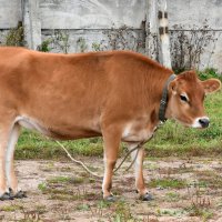 Московская область. Серпухов. Ферма «Русский страус». :: Наташа *****