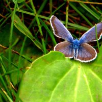 Голубянка. :: nadyasilyuk Вознюк Голубянка. :: nadyasilyuk Вознюк