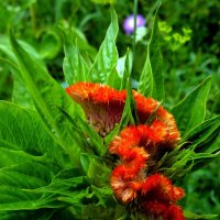 Гребешок в моём саду. :: nadyasilyuk Вознюк