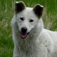 Верный друг. :: nadyasilyuk Вознюк Верный друг. :: nadyasilyuk Вознюк