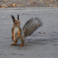 На дорожке в парке :: Иван Генералов