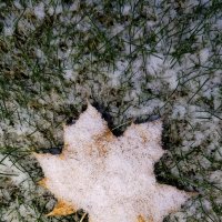 Первый снег :: светлана льдокова Первый снег :: светлана льдокова