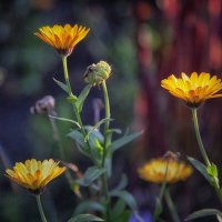 Ноготки осенние. :: Лилия *