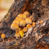 В ноябрьском лесу... :: Владимир Жданов