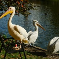 Я с вами не играю :: Юрий. Шмаков Я с вами не играю :: Юрий. Шмаков