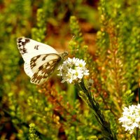 опять про бабочек... 1 :: Александр Прокудин