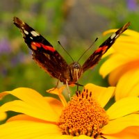 опять про бабочек...4 :: Александр Прокудин