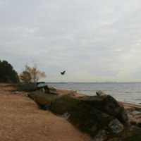 Репино. Ноябрь :: Наталья Герасимова