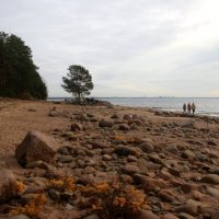 Репино. Ноябрь :: Наталья Герасимова