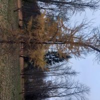 Осень :: Сапсан 