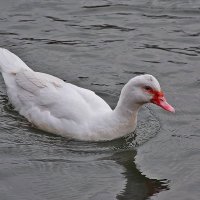 Интересный экспонат! :: Валентина  Нефёдова 